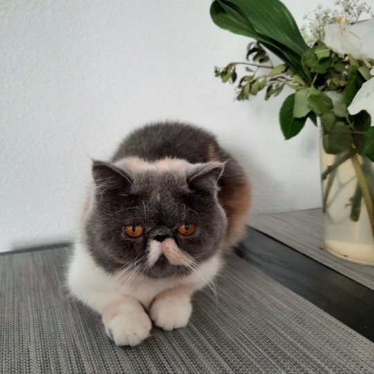PAMPA Femelle Exotic Shorthair