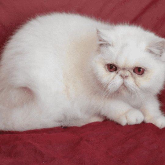 "Championne" Tess Femelle Exotic Shorthair