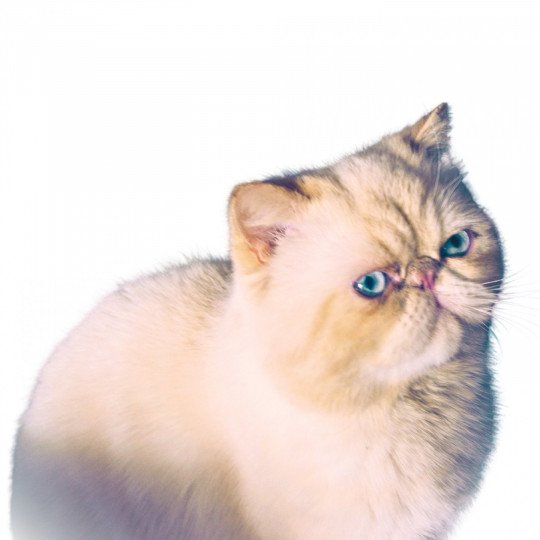 « Champion » Thao Mâle Exotic Shorthair