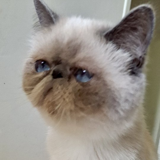 Umania Femelle Exotic Shorthair