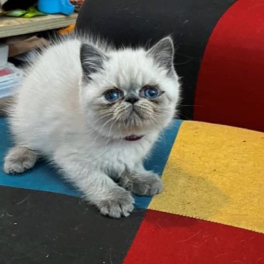 FOR GOOD TIME Valkyria Femelle Exotic Shorthair