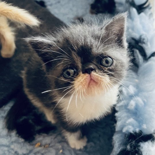 For Good Time Wotan Mâle Exotic Shorthair