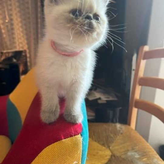 FOR GOOD TIME For Good Time Valhala Femelle Exotic Shorthair