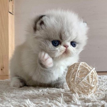 L'arrivée de votre chaton : conseils !